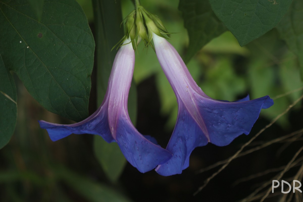 Ipomoea indica (Burm.) Merr.